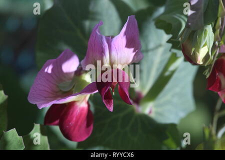 Die violetten Blüten der Erbse im Frühjahr Stockfoto