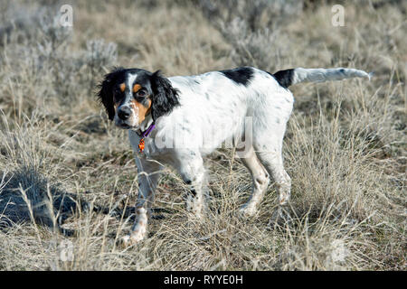 Vier-und-einen halben Monat alt English Setter Welpen Stockfoto