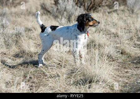 Vier-und-einen halben Monat alt English Setter Welpen Stockfoto