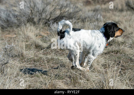 Vier-und-einen halben Monat alt English Setter Welpen läuft Stockfoto