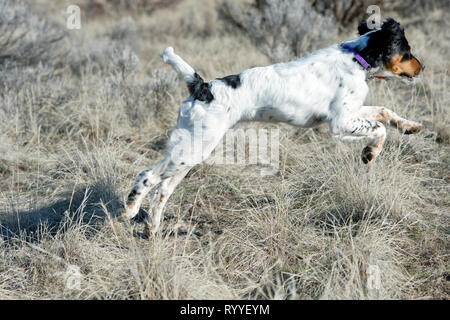 Vier-und-einen halben Monat alt English Setter Welpen läuft Stockfoto