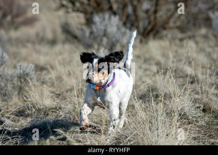 Vier-und-einen halben Monat alt English Setter Welpen läuft Stockfoto