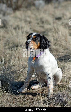 Vier-und-einen halben Monat alt English Setter Welpen sitzen Stockfoto