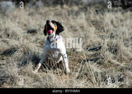 Vier-und-einen halben Monat alt English Setter Welpen sitzen und Gähnen Stockfoto