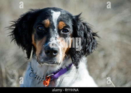 Vier-und-einen halben Monat alt English Setter Welpen portrat Stockfoto