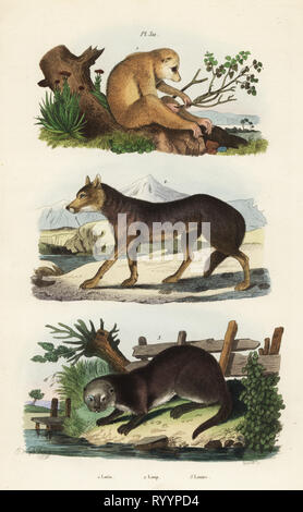 Red slender Loris, Loris tardigradus gefährdet 1, Wolf, Canis lupus 2 und Eurasischen Fischotter, Lutra lutra 3. Loris, Loup, Otter. Papierkörbe Stahlstich von Pedretti nach einer Illustration von Adolph Fritten aus dem Felix-Edouard Guerin-Meneville's Wörterbuch Pittoresque d'Histoire Naturelle (malerische Wörterbuch der Naturgeschichte), Paris, 1834-39. Stockfoto