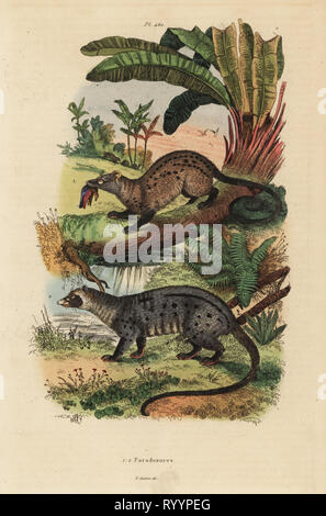 Golden Palm civet, Paradoxurus zeylonensis 1 und Asiatischen Palm civet, Paradoxurus hermaphroditus 2. Paradoxures. Papierkörbe Stahlstich nach einer Illustration von Adolph Fritten aus dem Felix-Edouard Guerin-Meneville's Wörterbuch Pittoresque d'Histoire Naturelle (malerische Wörterbuch der Naturgeschichte), Paris, 1834-39. Stockfoto