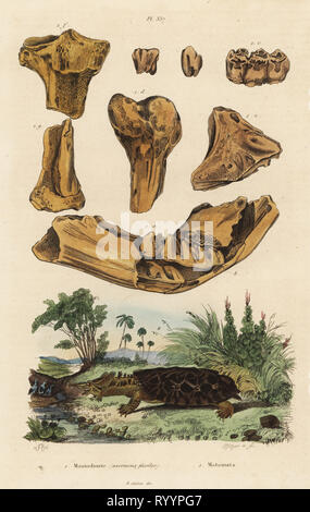 Fossile Knochen eines ausgestorbenen American Mastodon, Mammut americanum 1, und Mata Mata, Chelus fimbriata 2. Ossemens Mastodonte (Fossilien), matamata. Papierkörbe Stahlstich von Pfitzer nach einer Illustration von Adolph Fritten aus dem Felix-Edouard Guerin-Meneville's Wörterbuch Pittoresque d'Histoire Naturelle (malerische Wörterbuch der Naturgeschichte), Paris, 1834-39. Stockfoto