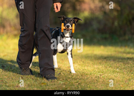 Hund und Herrchen tun Hund Sport. Border Collie ist ein retriever Holz Stockfoto