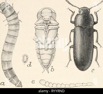 Elementare Entomologie ([c 1912]) Elementare Entomologie. elementaryentomo 00 sand Jahr: [c1912] die Käfer 165 Die darkling Käfer (Tenebrionidae) meist unter Rinde und Steine leben, sind matt schwarz, und haben viel die gleichen allgemeinen Aussehen wie der laufkäfer. Sie sind viel mehr Reiche auf dem FlG. 243. Die Mahlzeit-worm (7-ncbrio Molitor} ein. Larve; b, Puppe; c, weibliche Käfer;&lt;/, Ei mit umliegenden Fall; e, Antenne. (Alle außer c etwa doppelt natürliche Größe; r, stark vergrößert.) (nach Chittenden, Landwirtschaftsministerium der Vereinigten Staaten) Pazifikküste und in den Rockies, relativ Stockfoto