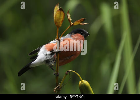 Eurasischen Gimpel (Pyrrhula pyrrhula) aus Sitzen im Busch Stockfoto