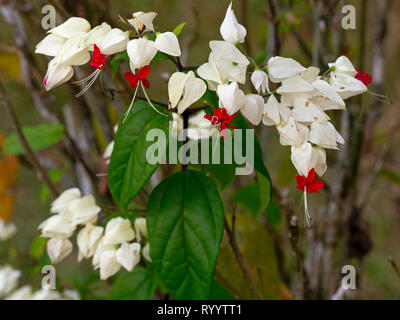 Blutungen - Herz Rebe Clerodendrum thomsoniae Costa Rica Februar Stockfoto