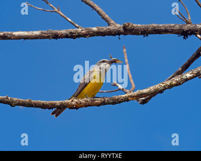 Tropical kingbird Tyrannus melancholicus Costa Rica Februar Stockfoto