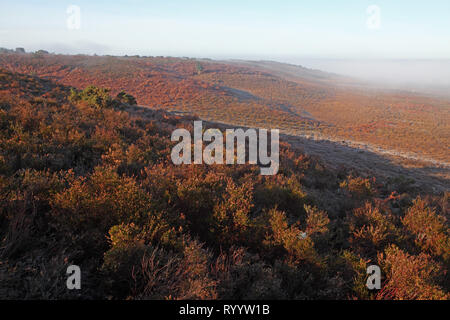 Misty Morning über Heide Hampton Ridge New Forest National Park Hampshire England Großbritannien Stockfoto