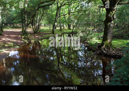 Ober Wasser Bach in der Nähe von Ober Ecke, New Forest National Park, Hampshire, England, Großbritannien, Oktober 2017 Stockfoto