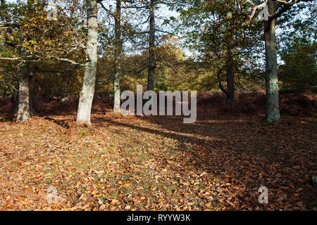 Pedunculate oak Quercus robur und Sweet Chestnut Castanea sativa in Wäldern, Backley Inclosure, New Forest National Park, Hampshire, England, UK, 14. Stockfoto