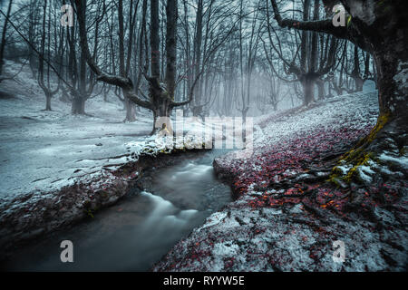 Winter morgen im Wald von otzarreta im Naturpark von Gorbea Berg im Baskenland im Norden von Spanien Stockfoto