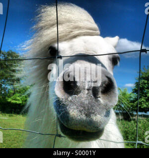 Pony hautnah Stockfoto