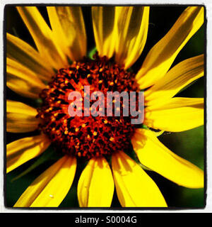 Sonnendurchflutetes Sonnenblume Stockfoto