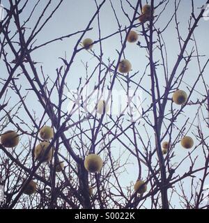 Äpfel an einem Baum ohne Blätter im winter Stockfoto