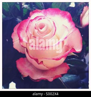 Eine Nahaufnahme von einem rot-weißen farbigen rose Blume Stockfoto