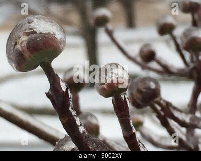 Hartriegel Knospen umhüllt von Eis bei einem Eissturm in Atlanta, Georgia. USA. Stockfoto