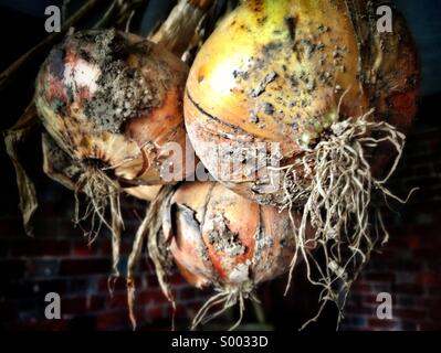 Zwiebeln, frisch gepflückt aus dem Gemüsegarten Stockfoto