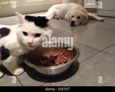 Schwarz / weiß Katze isst, golden Retriever aus Schüssel Stockfoto
