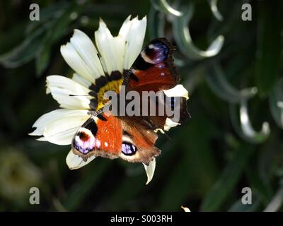 Urlaub in Swanage, Dorset übernommen. Dieser Schmetterling landete eher hilfreich, auf eine Blume, die, der ich einige Aufnahmen von war. Stockfoto