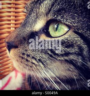 Nahaufnahme eines Profils Tabby Katze Stockfoto