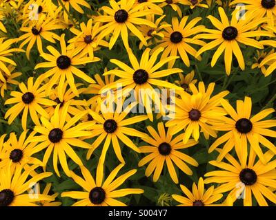 Gelbe Blumen Stockfoto