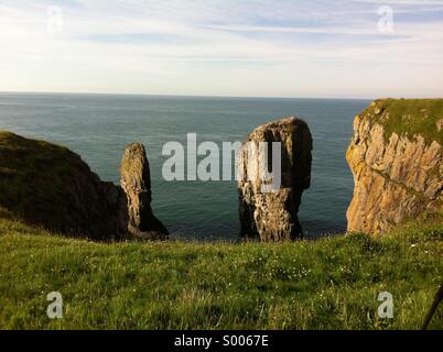 Elegug Stack Felsen, Pembrokeshire, Wales, UK Stockfoto