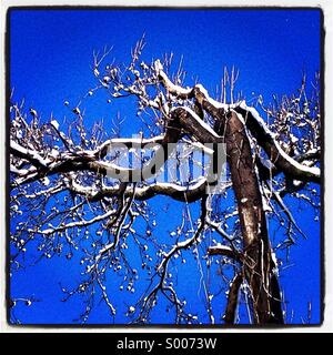 Schnee-Tag-Baum Stockfoto