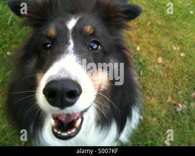 Glücklicher Hund! Stockfoto