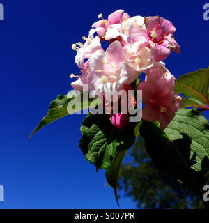 Rosa Blüten vor blauem Himmel. Stockfoto