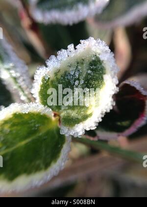 Frost auf winzige Blätter, Makro Stockfoto