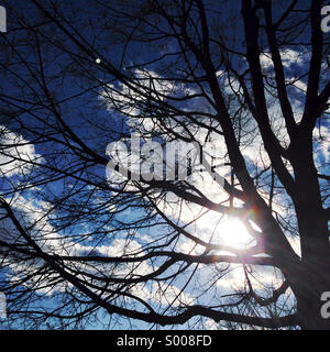 Winter Baum im Sonnenschein. Stockfoto