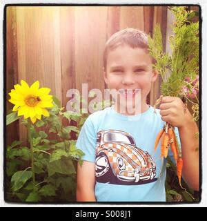 Sonnenblume, junge und Karotten Stockfoto