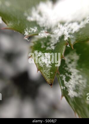 Schnee auf Holly verlässt. Stockfoto