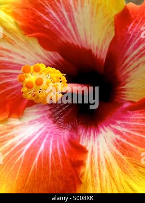 Nahaufnahme der Hibiskusblüte Stockfoto