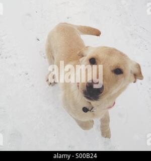 Hund im Schnee springen Stockfoto