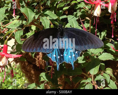 Pipevine Schwalbenschwanz Schmetterling (Battus Philenor) Stockfoto