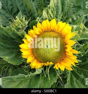 Sonnenblume, Kalifornien Stockfoto