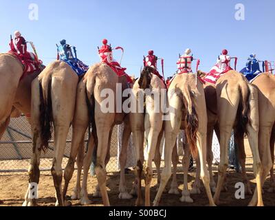 Kamele warten, Rennen auf der Rennstrecke in Dubai mit kleinen remote gesteuerten Roboter Jockeys Stockfoto