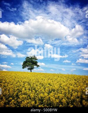 Einsamer Baum in einem Feld von Ölsaaten, Warwickshire, UK Stockfoto