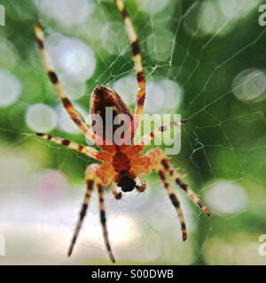 Spinne eine Web machen. Stockfoto