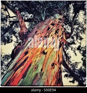 Rinde Eucaliptus Baum Stockfoto