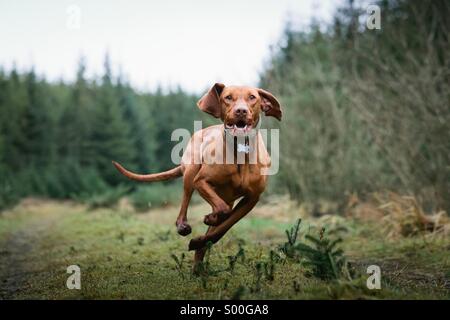 Jagdhund läuft auf die Kamera im Wald Stockfoto