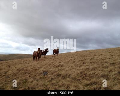 Wildpferde im Black Mountain Bereich der Brecon Beacons, Wales Stockfoto