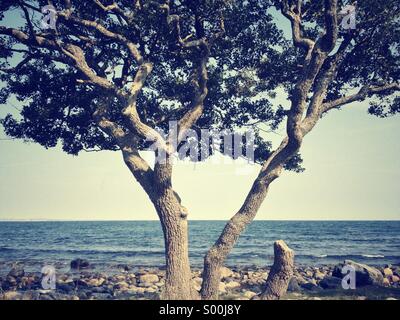 Alten, krummen Baum auf felsigen Strand, Jomfruland, Norwegen Stockfoto